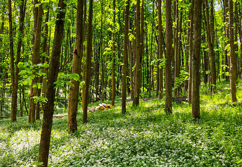 dokumentarfilm dok.film thayatal podyji film projekt grenze dreh waldviertel janov wald